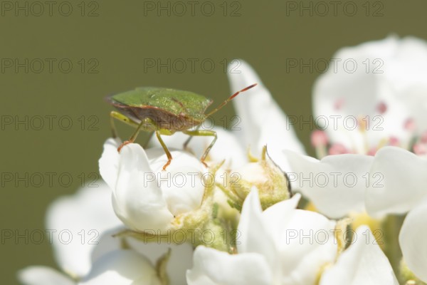 Hawthorn shieldbug (Acanthosoma haemorrhoidale) adult insect on apple tree blossom in spring, England, United Kingdom