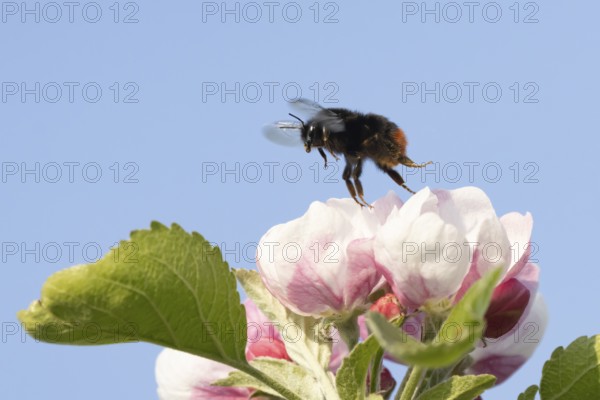 Red tailed bumblebee (Bombus lapidarius) adult bee insect taking off in flight from a apple tree flower in spring, England, United Kingdom