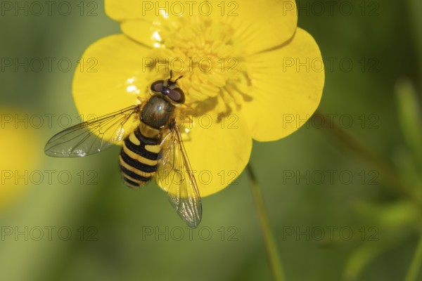 Common hoverfly (Eupeodes corollae) adult insect feeding on a Buttercup flower in spring, England, United Kingdom