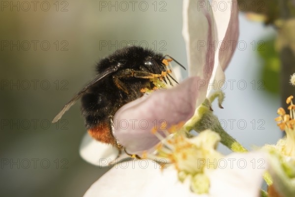 Red tailed bumblebee (Bombus lapidarius) adult insect feeding on apple tree blossom in spring, England, United Kingdom