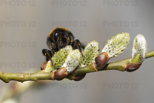 Buff tailed bumblebee (Bombus terrestris) adult bee insect feeding on Goat willow tree blossom in spring, England, United Kingdom