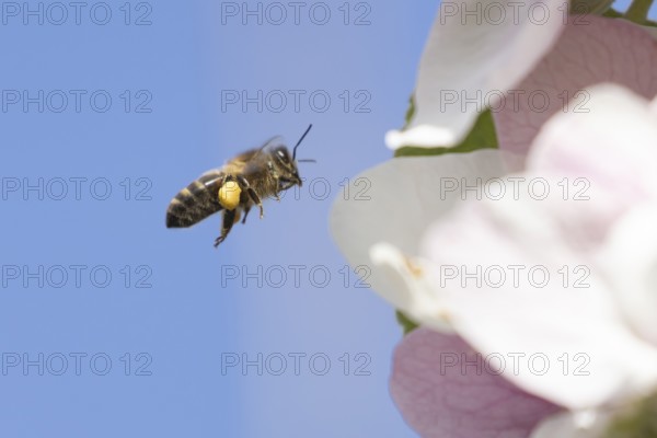 Honey bee (Apis mellifera) adult insect flying towards apple tree blossom in spring, England, United Kingdom