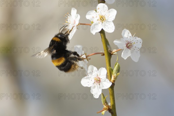 Buff tailed bumblebee (Bombus terrestris) adult bee insect feeding on Blackthorn tree blossom in spring, England, United Kingdom