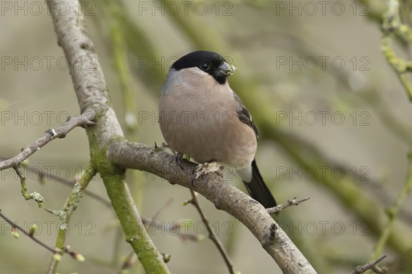 Eurasian bullfinch (Pyrrhula pyrrhula) adult female bird on a tree branch, England, United Kingdom