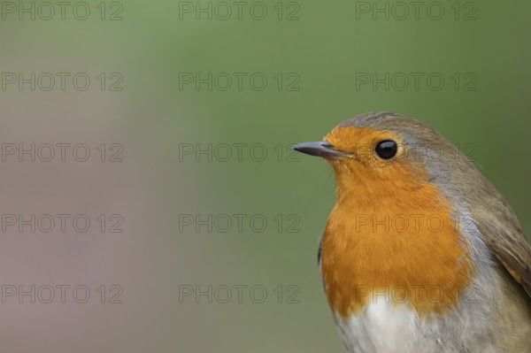 European robin (Erithacus rubecula) adult garden bird head portrait, England, United Kingdom