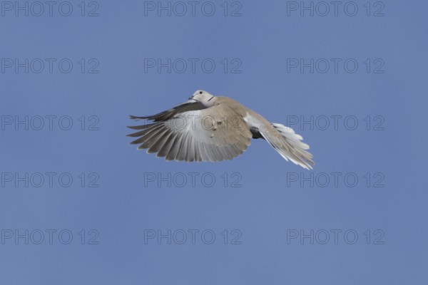 Collared dove (Streptopelia decaocto) adult bird in flight, England, United Kingdom