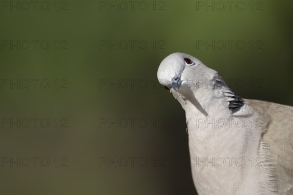 Collared dove (Streptopelia decaocto) adult bird head portrait, England, United Kingdom