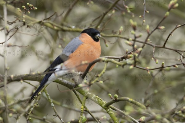 Eurasian bullfinch (Pyrrhula pyrrhula) adult male bird on a tree branch, England, United Kingdom