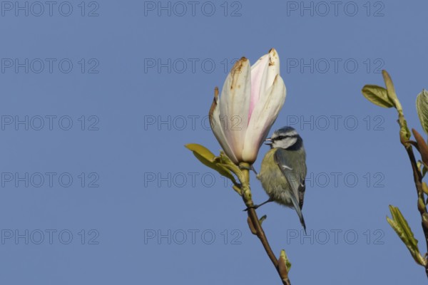 Blue tit (Cyanistes Caeruleus) adult bird feeding on a garden Magnolia tree flower in spring, England, United Kingdom