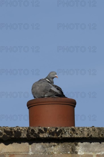 Wood pigeon (Columba palumbus) adult bird on an urban building chimney pot, England, United Kingdom