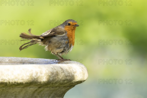 European robin (Erithacus rubecula) adult bird on a garden bird bath, England, United Kingdom