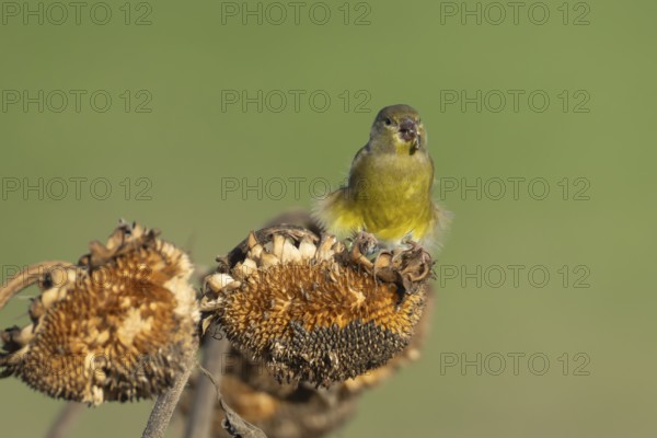 European greenfinch (Chloris chloris) adult bird feeding on a sunflower plant seedhead in autumn, England, United Kingdom