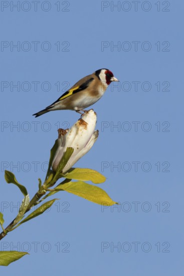European goldfinch (Carduelis carduelis) adult bird on a garden Magnolia tree flower in spring, England, United Kingdom