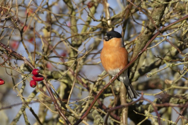 Eurasian bullfinch (Pyrrhula pyrrhula) adult male bird in a hedgerow in winter, England, United Kingdom