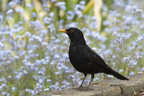 Eurasian blackbird (Turdus merula) adult male bird in a garden in spring, England, United Kingdom