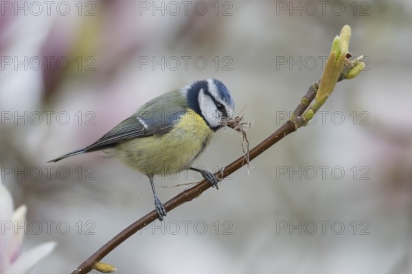 Blue tit (Cyanistes Caeruleus) adult bird with nesting material in its beak on a flowering garden Magnolia tree in spring, England, United Kingdom