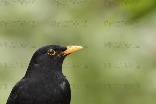 Eurasian blackbird (Turdus merula) adult male bird head portrait, England, United Kingdom