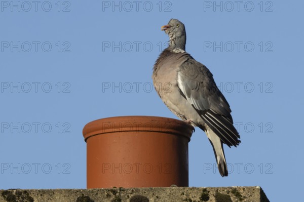Wood pigeon (Columba palumbus) adult bird on an urban building chimney pot, England, United Kingdom