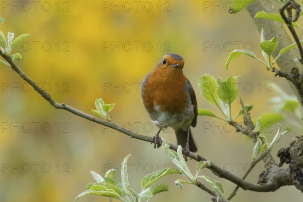 European robin (Erithacus rubecula) adult garden bird on a tree branch, England, United Kingdom