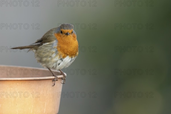 European robin (Erithacus rubecula) adult bird on a garden plant pot, England, United Kingdom