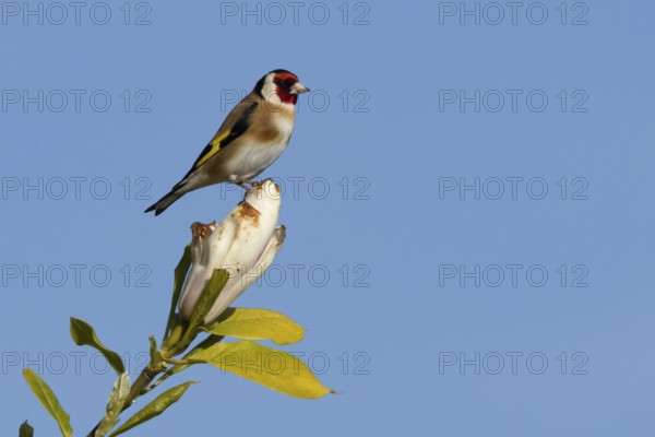 European goldfinch (Carduelis carduelis) adult bird on a garden Magnolia tree flower in spring, England, United Kingdom
