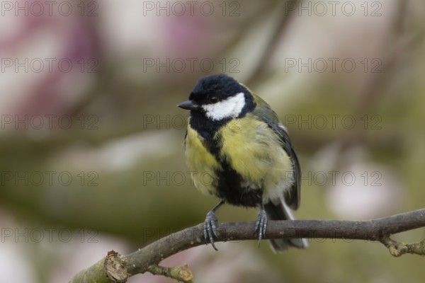 Great tit (Parus major) adult bird on a garden Magnolia tree in spring, England, United Kingdom