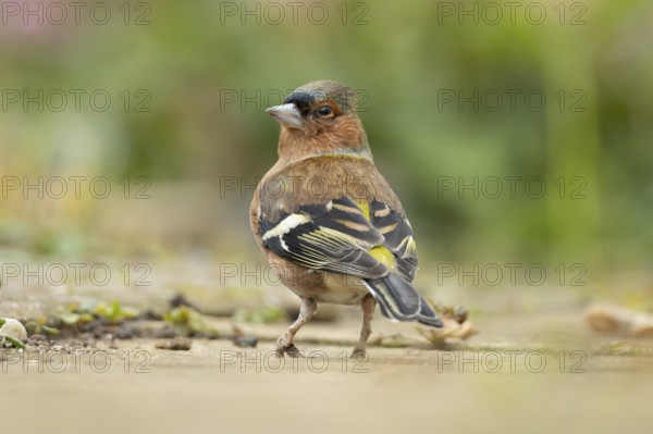 Eurasian chaffinch (Fringilla coelebs) adult male bird on a garden path, England, United Kingdom