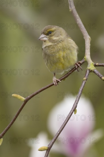 European greenfinch (Chloris chloris) adult bird on a garden Magnolia tree in spring, England, United Kingdom
