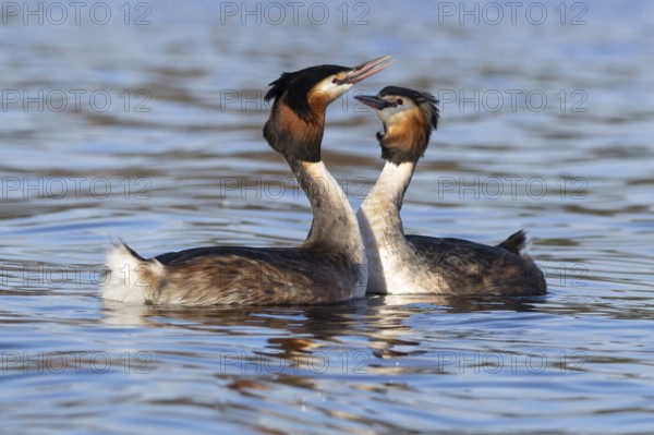 Great crested grebe (Podiceps cristatus) two adult birds on water of a lake performing their courtship love display in spring, England, United Kingdom
