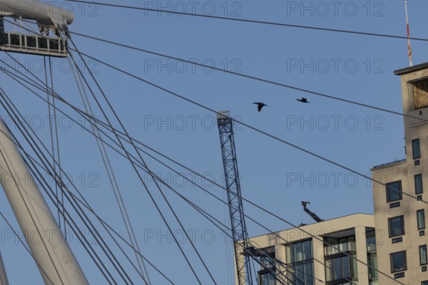 Great cormorant (Phalacrocorax carbo) two adult birds flying pass the spokes of the London Eye, England, United Kingdom