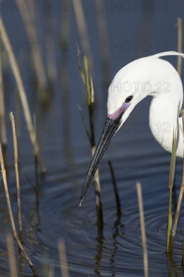 Little egret (Egretta garzetta) adult bird head portrait, England, United Kingdom