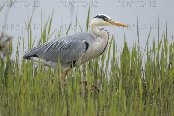 Grey heron (Ardea cinerea) adult bird in a reedbed, England, United Kingdom