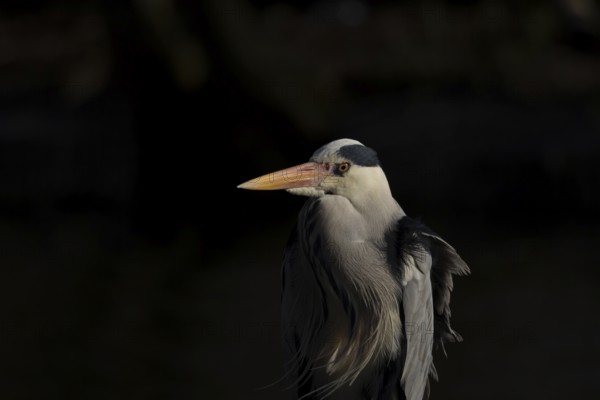 Grey heron (Ardea cinerea) adult bird head portrait, England, United Kingdom