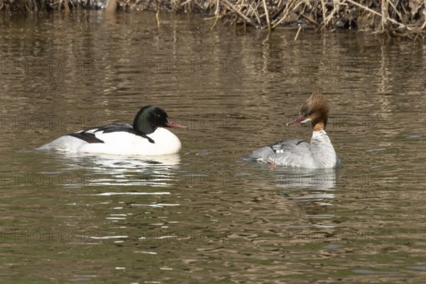 Goosander (Mergus merganser) adult male and female birds on water of a river, England, United Kingdom