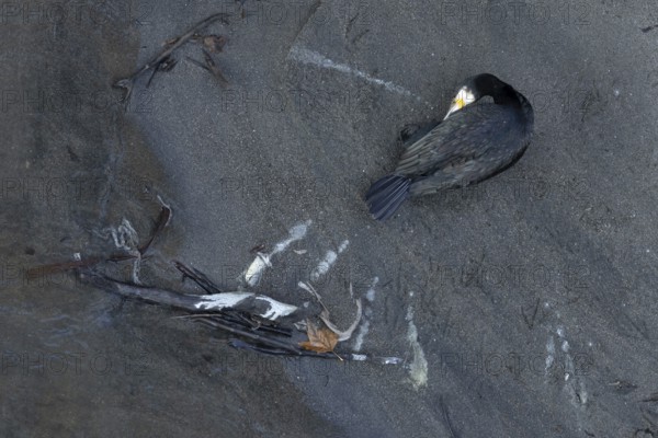 Great cormorant (Phalacrocorax carbo) adult bird preening, Italy
