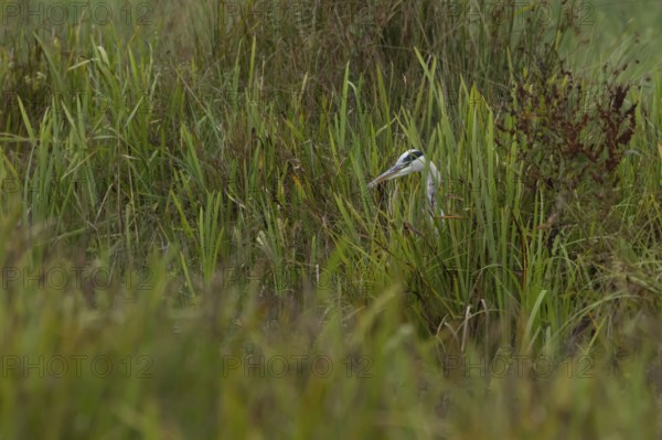 Grey heron (Ardea cinerea) adult bird hunting in a reedbed, England, United Kingdom