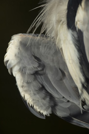 Grey heron (Ardea cinerea) adult bird close up of a wing, England, United Kingdom