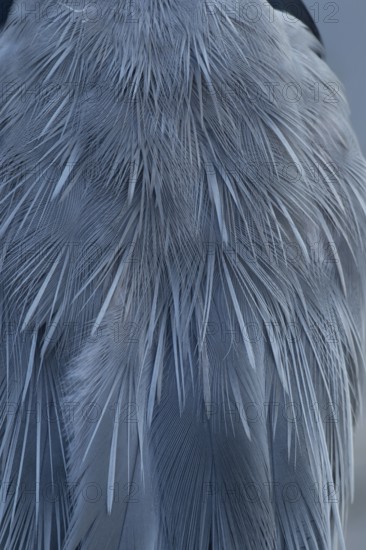 Grey heron (Ardea cinerea) adult bird close up of its feathers, England, United Kingdom