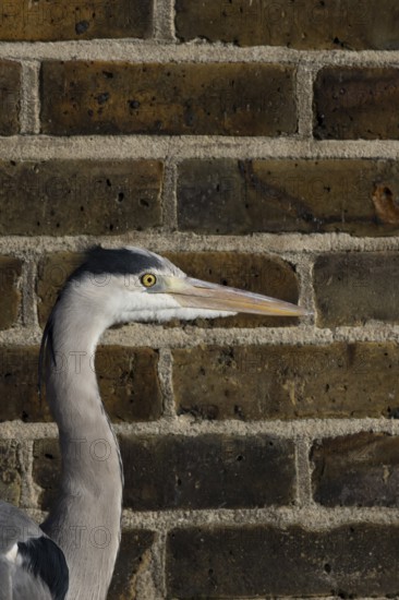 Grey heron (Ardea cinerea) adult bird by an urban building, England, United Kingdom
