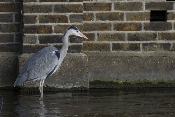 Grey heron (Ardea cinerea) adult bird standing in water by an urban building, England, United Kingdom