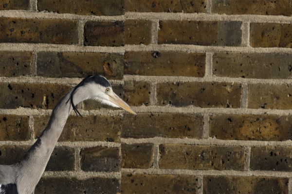 Grey heron (Ardea cinerea) adult bird by an urban building, England, United Kingdom