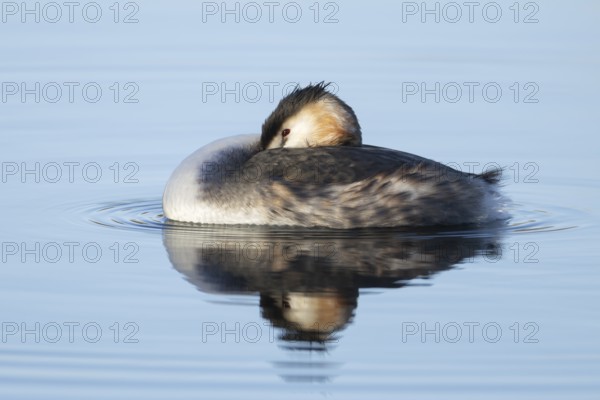 Great crested grebe (Podiceps cristatus) adult bird resting on water of a lake, England, United Kingdom