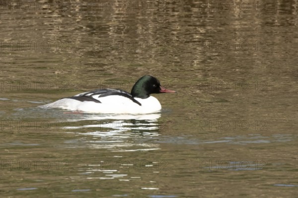 Goosander (Mergus merganser) adult male bird on water of a river, England, United Kingdom