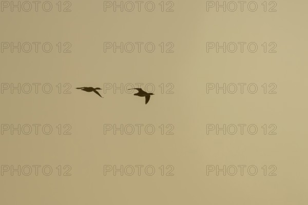 Goosander (Mergus merganser) silhouette of two adult birds in flight at sunset, England, United Kingdom