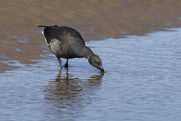 Brent goose (Branta bernicla) adult bird drinking from the sea, England, United Kingdom