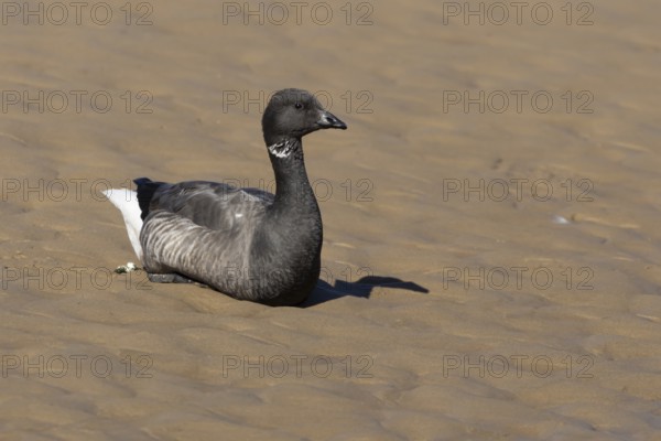 Brent goose (Branta bernicla) adult bird sitting on a sandy beach, England, United Kingdom