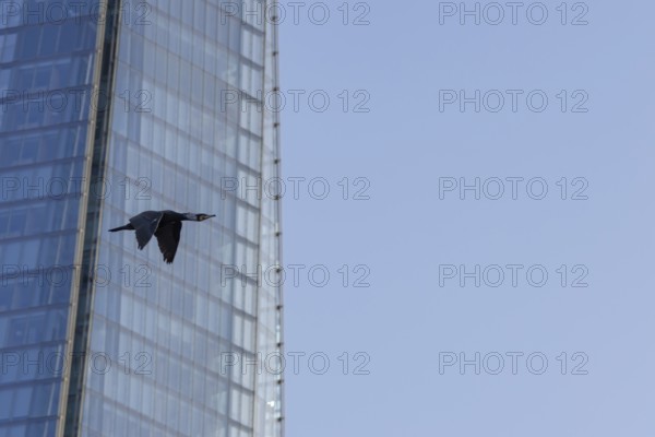 Great cormorant (Phalacrocorax carbo) adult bird flying pass The Shard building, London, England, United Kingdom