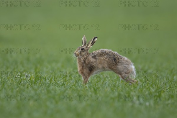European brown hare (Lepus europaeus) adult animal stretching in a farmland cereal field, England, United Kingdom