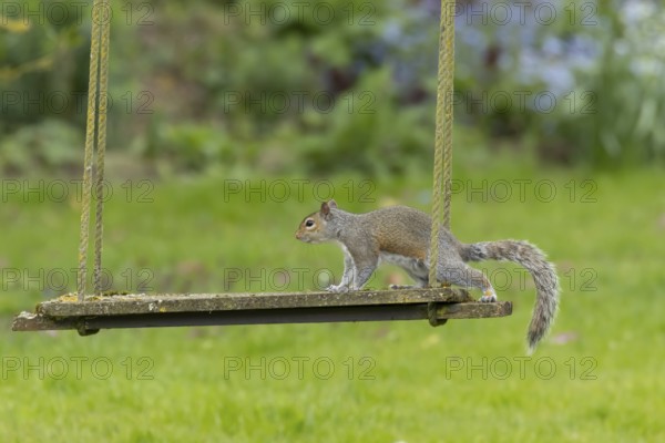 Grey squirrel (Sciurus carolinensis) adult animal on a garden swing, England, United Kingdom