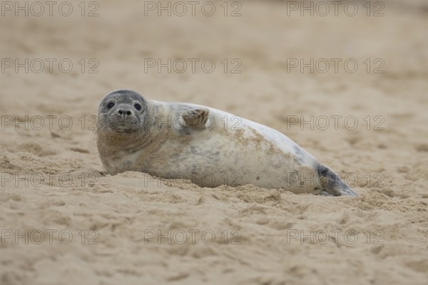 Grey seal (Halichoerus grypus) adult animal resting on a sandy beach, Norfolk, England, United Kingdom